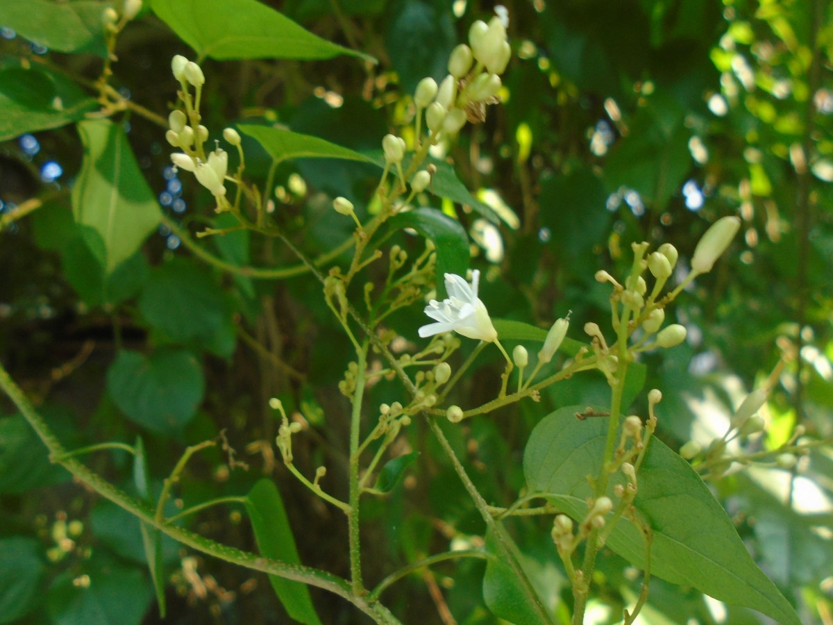 Poranopsis paniculata (Roxb.) Roberty